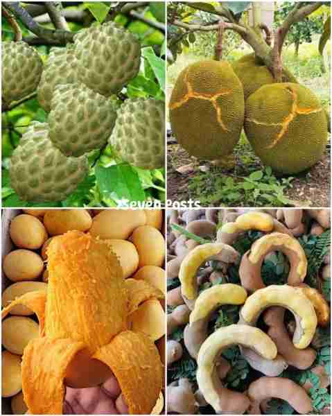 Wonderful Fruits 🥭