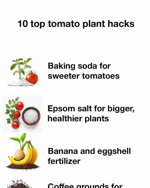 10 top tomato plant hacks. Full article 👇 💬