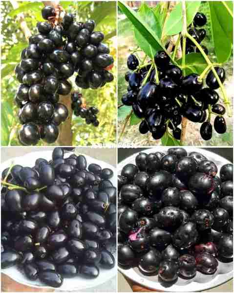 Sweet Fruits