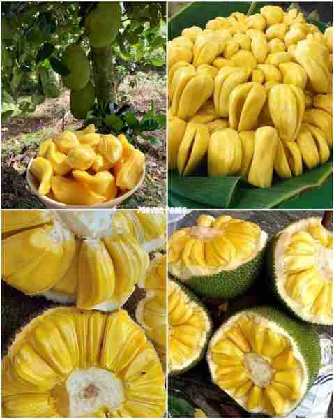 Jackfruit 😋