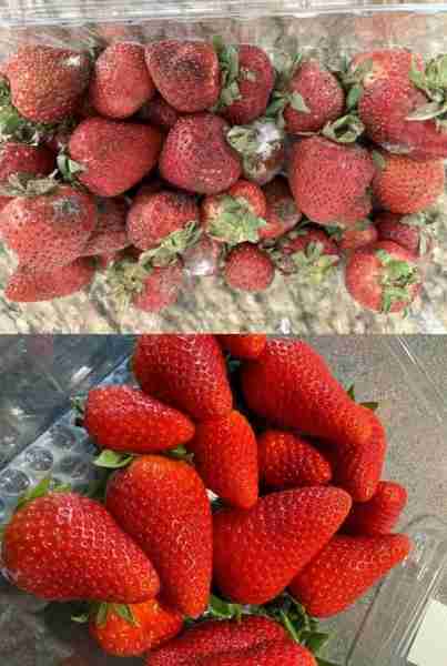 I used to avoid buying lots of strawberries when they were on sale because they were so hard to keep...