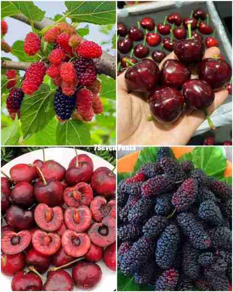 Wonderful Fruits 😋