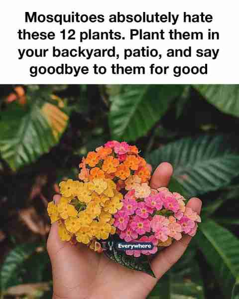 Mosquitoes absolutely hate these 12 plants. Plant them in your backyard, patio, and say goodbye to t...