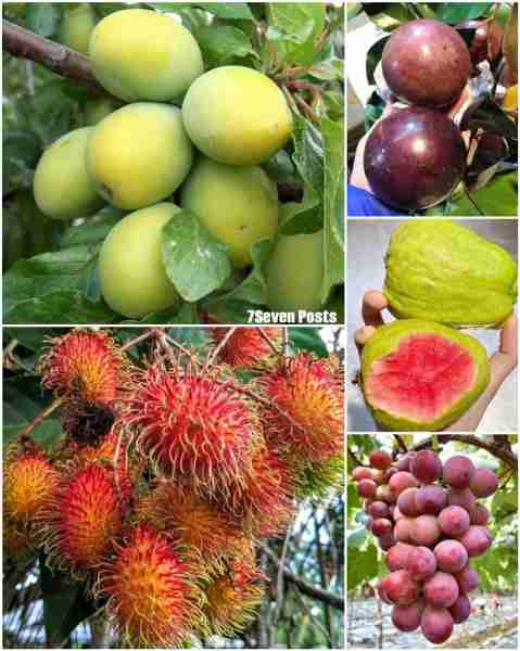 Wonderful Fruits 😋