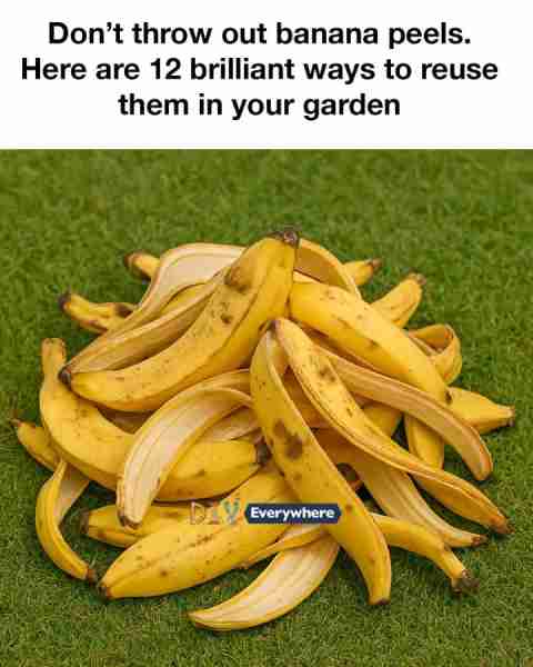 Don’t throw out banana peels. Here are 12 brilliant ways to reuse them in your garden. Full article...