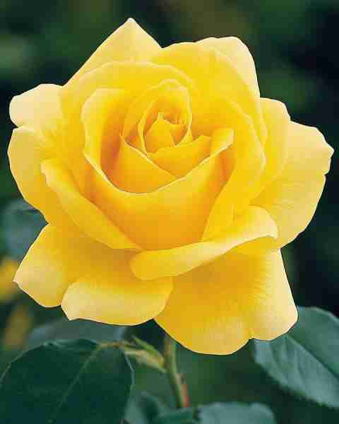 Yellow Rose (Rosa 'Golden Celebration') This bright yellow rose variety features large, cupped bloom...