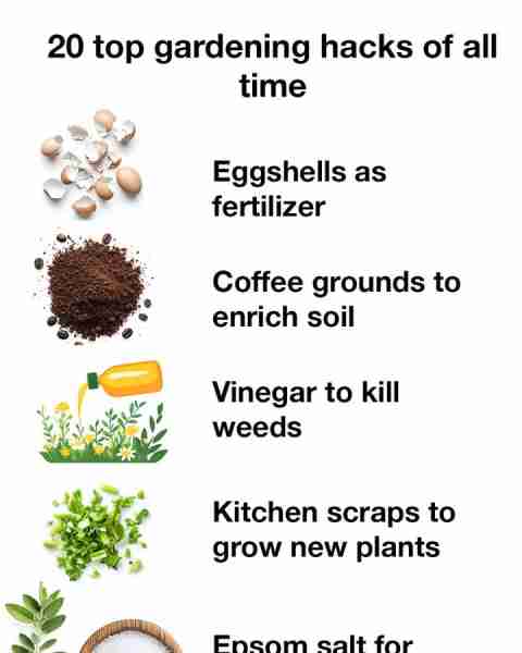 20 top gardening hacks of all time. Full article 👇 💬