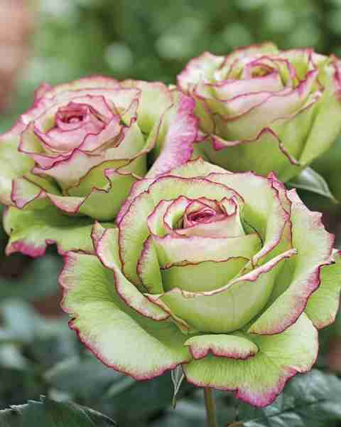 Green Edged Rose (Rosa hybrid) The Green Edged Rose is a captivating variety that combines classic r...