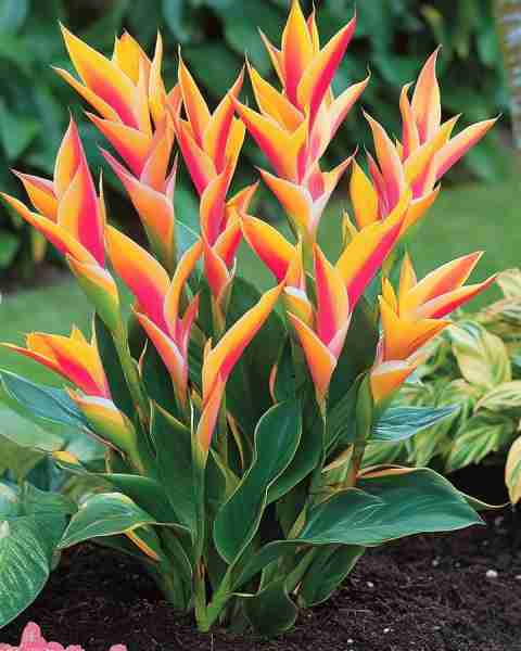 Heliconia (Heliconia rostrata) This dramatic plant produces colorful blooms that resemble a lobster’...