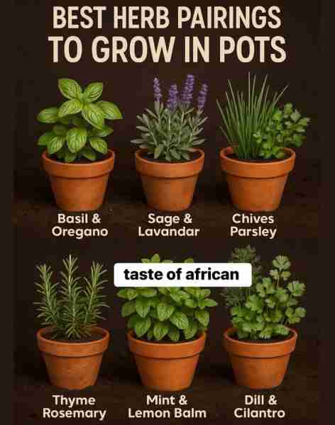 Best Herb Pairings to Grow in Pots: A Compact Guide for Flavor and Convenience 🌿 1. Basil & Oregano...