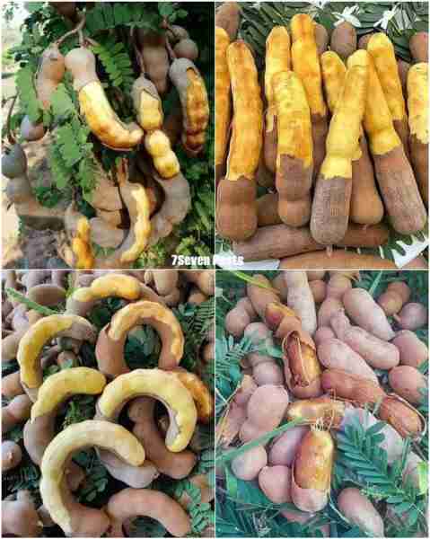 Tamarind 😋