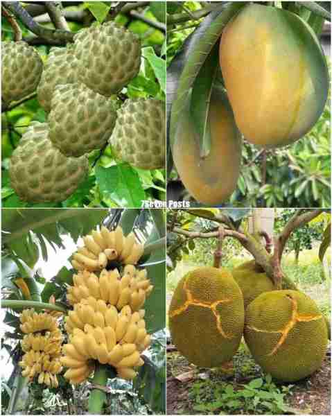 Wonderful Fruits 😋