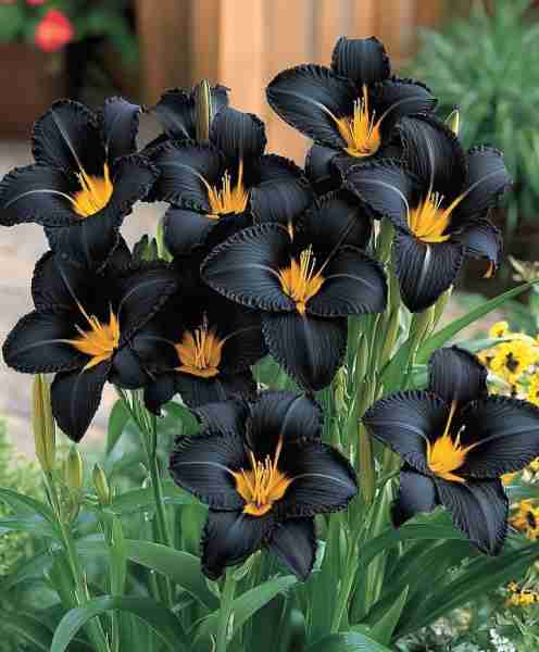 Daylily (Hemerocallis 'Black Panther') This unique daylily variety boasts rich, dark blooms that con...