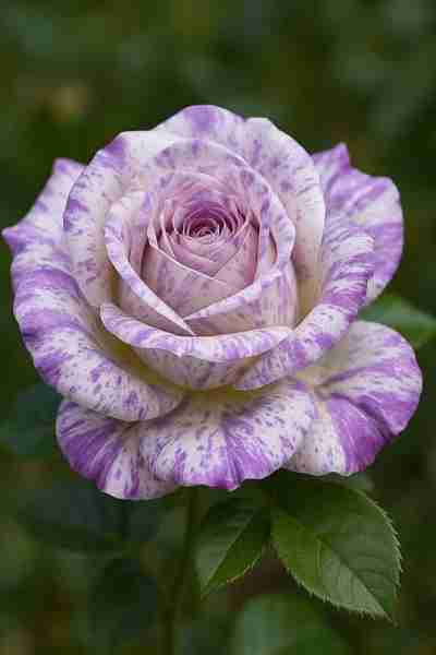 🌹 Blushing Beauty Rose (Rosa) 🌹 The Blushing Beauty Rose enchants with soft white petals gently ti...