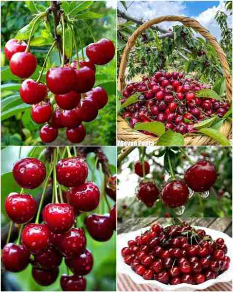 Cherry 🍒