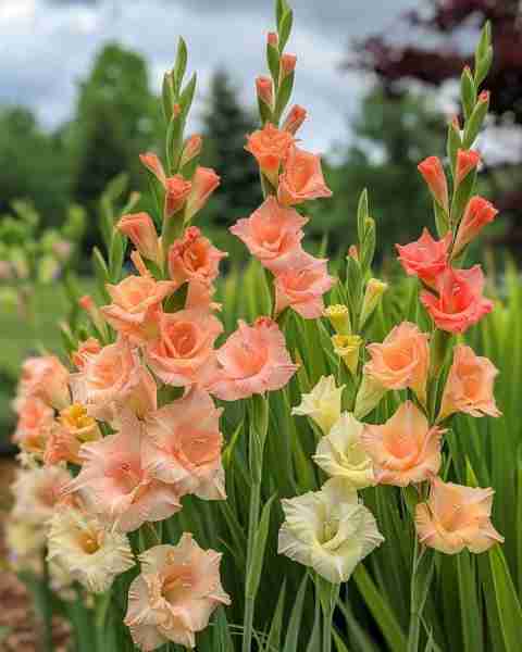 Peach and Cream Gladiolus As a professional gardener, I present the Peach and Cream Gladiolus with i...