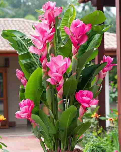 Exotic Pink Banana Plant Imagine stepping into your garden and being greeted by the exotic beauty of...