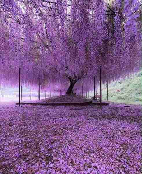 A 200-year-old Wisteria Tree in Japan. 💜💜