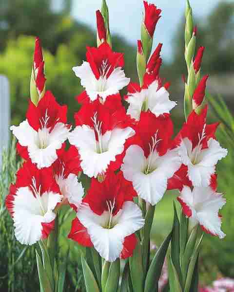 Red and White Gladiolus (Gladiolus hybrid) This hybrid gladiolus boasts striking red and white petal...