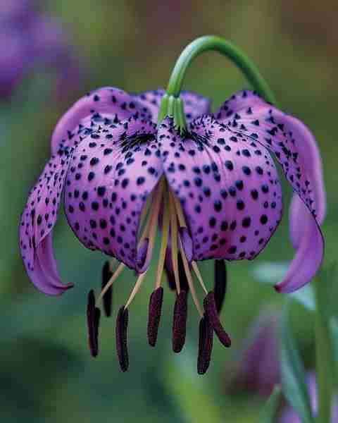 Tiger Lily (Lilium lancifolium 'Midnight Magic') This dramatic variety of Tiger Lily features dark p...