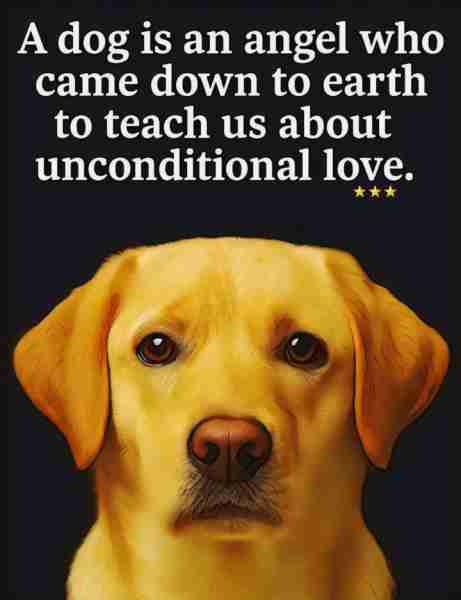 🐕💯❤️💙