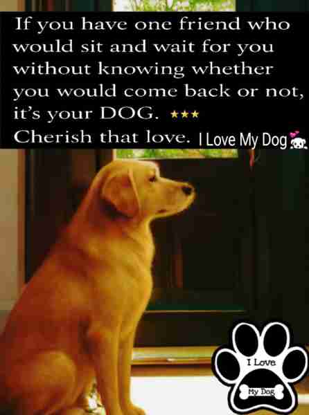 🐕 💖💙🧡