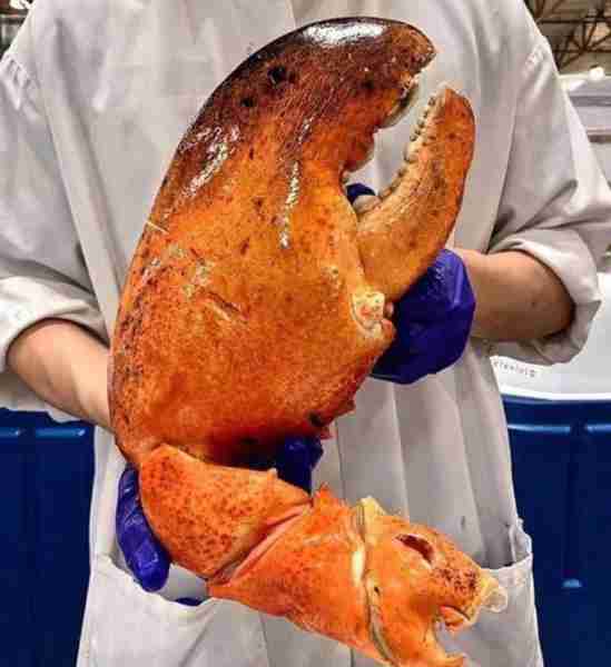 Biggest lobster claw 🦞