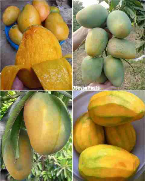 Mango 🥭