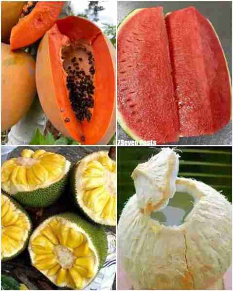 Wonderful Fruits 🥭🍉