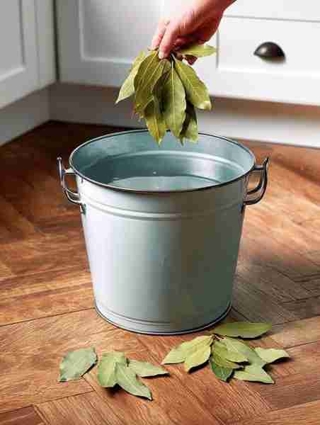 Put bay leaves in your mop water. Here's why. This is something cleaning experts will never tell you...