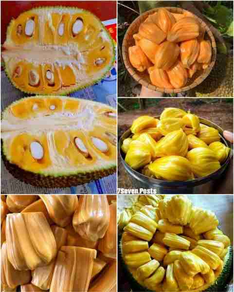 Jackfruit 😋