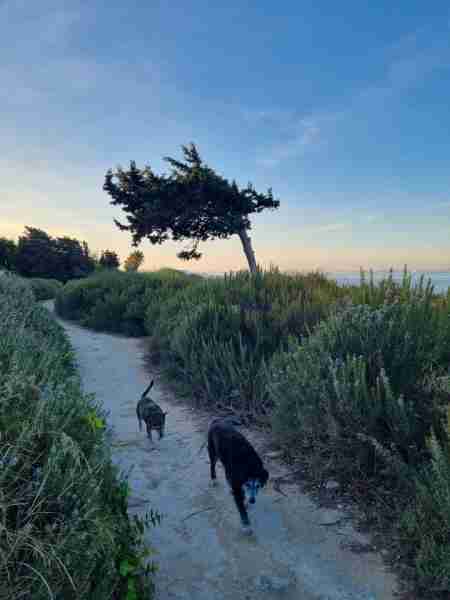 Beautiful morning walk out with these two🍂 The weekly Newsletter will be out today and it has a gre...