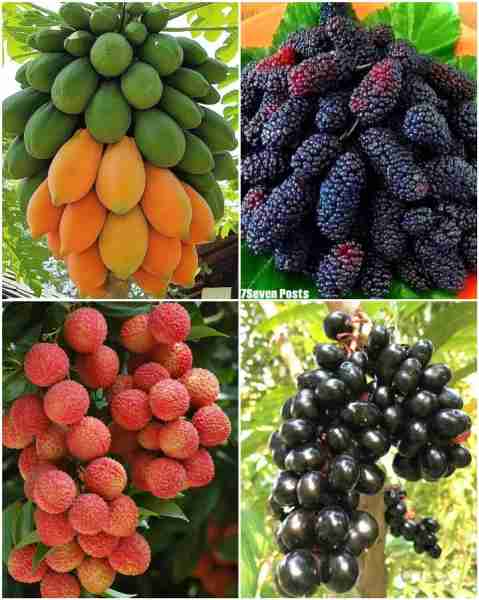 Wonderful Fruits 🍑🍊