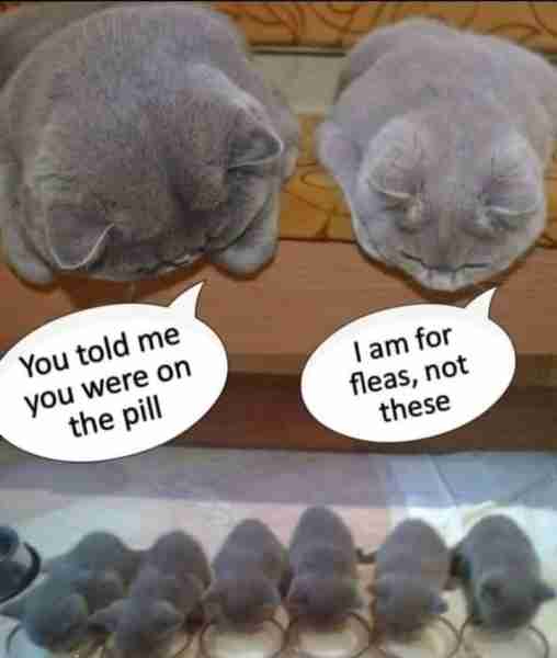 Good morning cat people ❤️