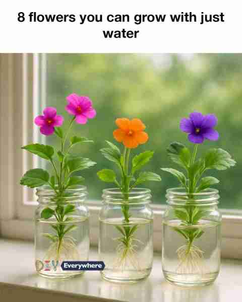 8 flowers you can grow with just water. Full article 👇 💬