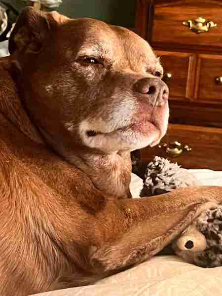 Is there anyone that knows anyone that can do a hand drawing of this photo of my furbaby?